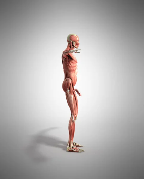 Lidské anatomie svalů 3d vykreslení Grey — Stock fotografie