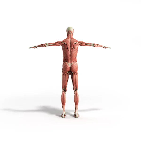 Anatomie musculaire humaine rendu 3d sur blanc — Photo