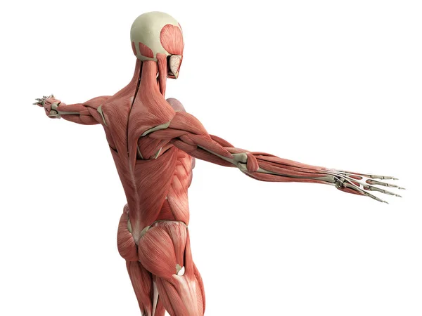 Anatomie musculaire humaine rendu 3d sur blanc — Photo