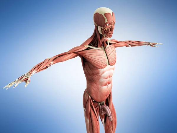 Human Muscle Anatomy 3d render on blue — Stock Photo, Image