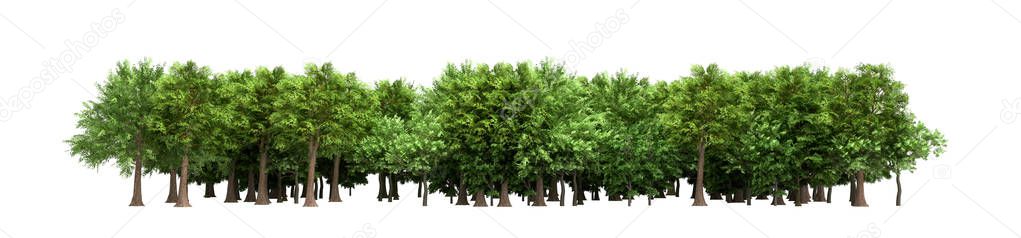 Green trees isolated on white background Forest and foliage in s