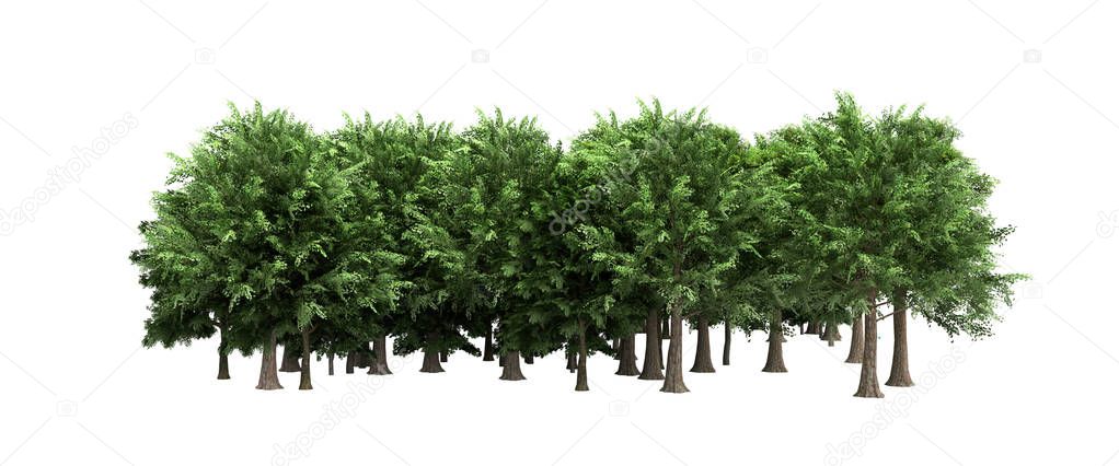 Green trees isolated on white background no shadow Forest and fo