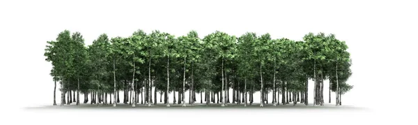 在白色背景上隔离的绿树森林和树叶 — 图库照片