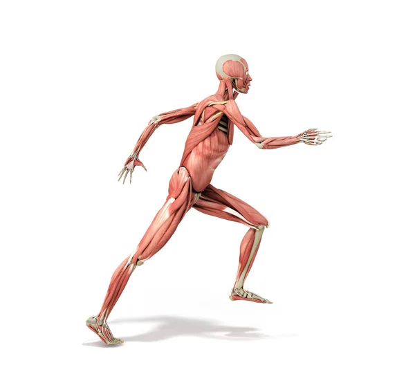 Ilustración médicamente precisa de un sistema muscular humano ejecutar pos — Foto de Stock