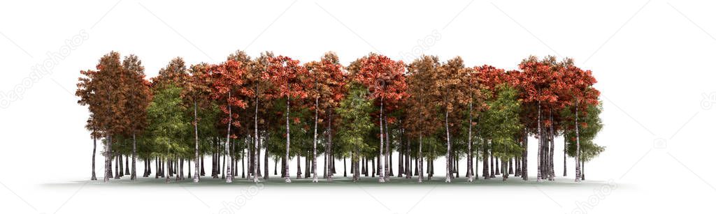 Color trees isolated on white background Forest and foliage in a