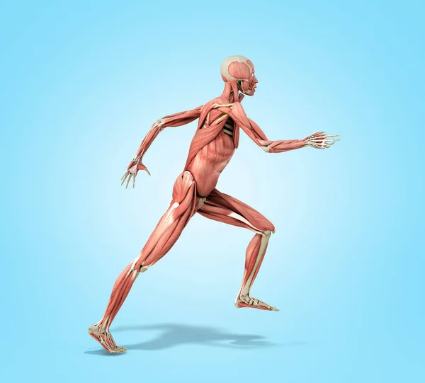 Medically accurate illustration of a human muscle system run pos — Stock Photo, Image