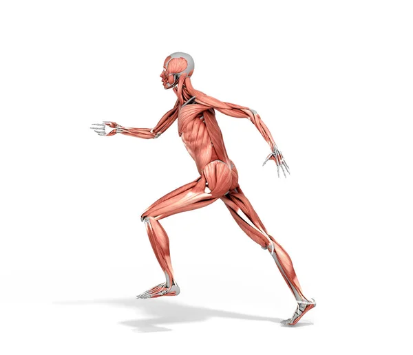 Medically accurate illustration of a human muscle system run pos — Stock Photo, Image