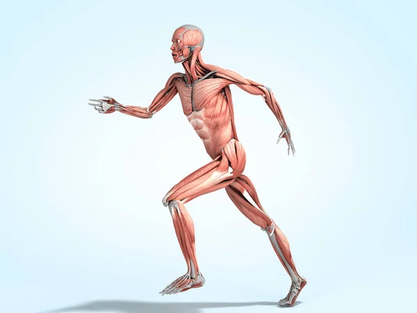 Ilustración médicamente precisa de un sistema muscular humano ejecutar pos —  Fotos de Stock