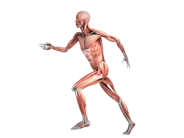 Medisch nauwkeurige illustratie van een menselijk spier systeem run pos — Stockfoto