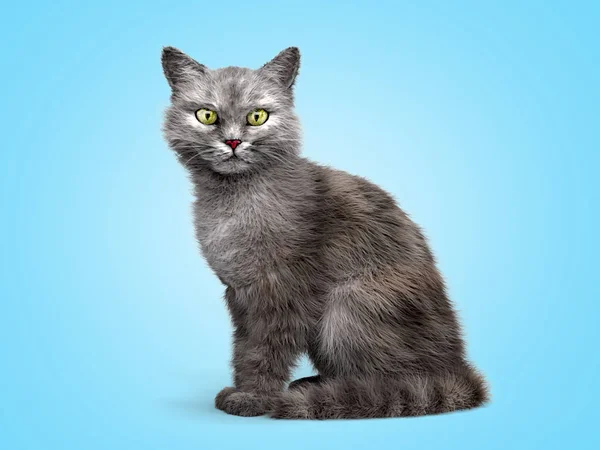 Grijze kat zit en kijkt naar de camera 3d renderen op een blauwe gradie — Stockfoto