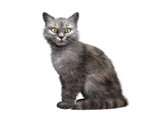 Grijze kat zit en kijkt naar de camera 3d renderen op een witte backg — Stockfoto