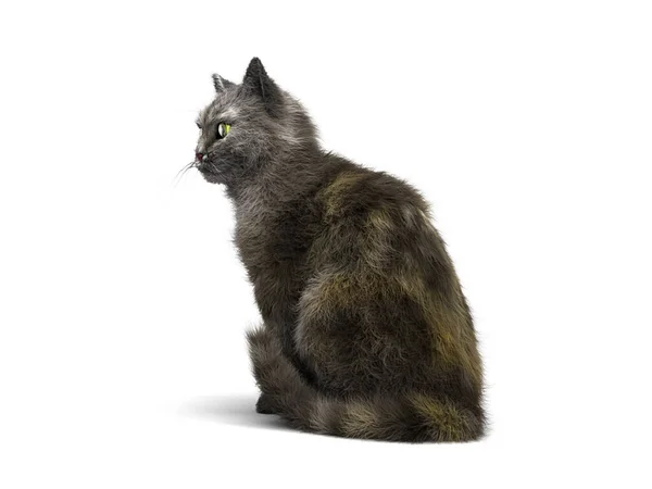 Gray Cat Sits Render White Background — Stock Photo, Image