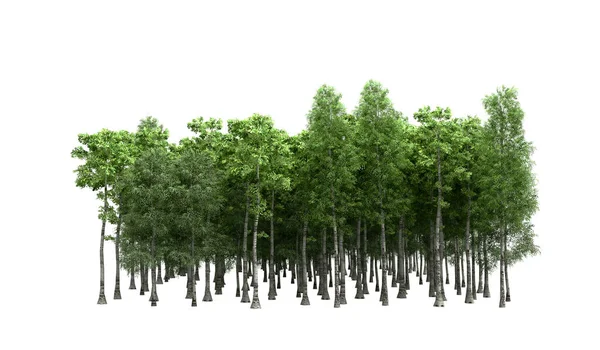Πράσινο Δέντρα Που Απομονώνονται Λευκό Φόντο Δάσος Και Φύλλωμα Καλοκαίρι — Φωτογραφία Αρχείου
