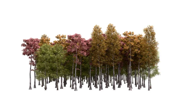 Zelené Stromy Izolované Bílém Pozadí Les Listí Podzim Vykreslení Bílém — Stock fotografie