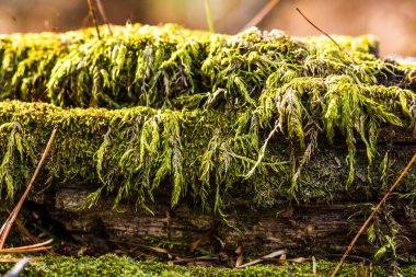 eski ahşap - moss kabuğu