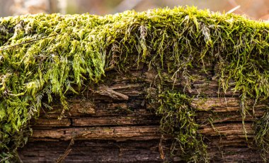 eski ahşap - moss kabuğu