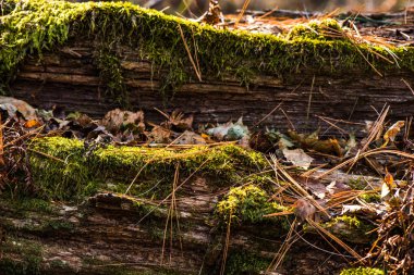 eski ahşap - moss kabuğu
