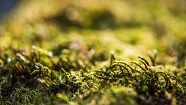 ormandaki doğal ahşap üzerine yosun,