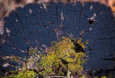 eski ahşap - moss kabuğu