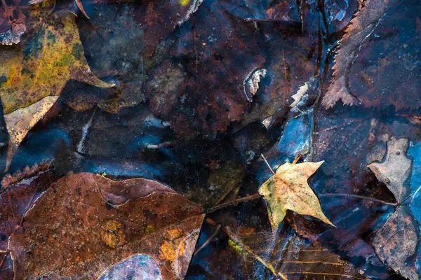 Folhas de outono congeladas — Fotografia de Stock