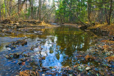 Forest - vahşi doğa Creek
