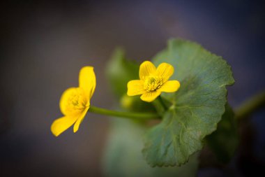Güzel sarı çiçekleri olan bahar arkaplanı