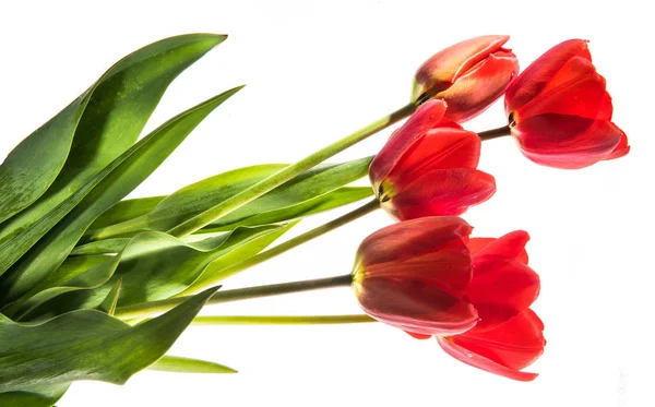 Conjunto de cinco tulipas de cor vermelha isoladas em fundo branco — Fotografia de Stock