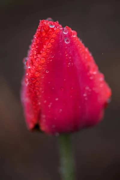 Uma tulipas rosa flores com gotas de água na borda — Fotografia de Stock