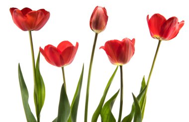 Beyaz arka plan üzerinde izole beş kırmızı renk laleler kümesi