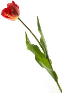 Beyaz arka plan üzerinde izole tek kırmızı renkli lale
