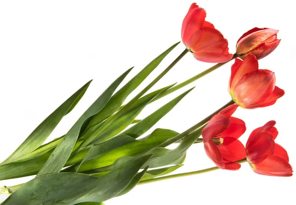 Conjunto de cinco tulipas de cor vermelha isoladas em fundo branco — Fotografia de Stock