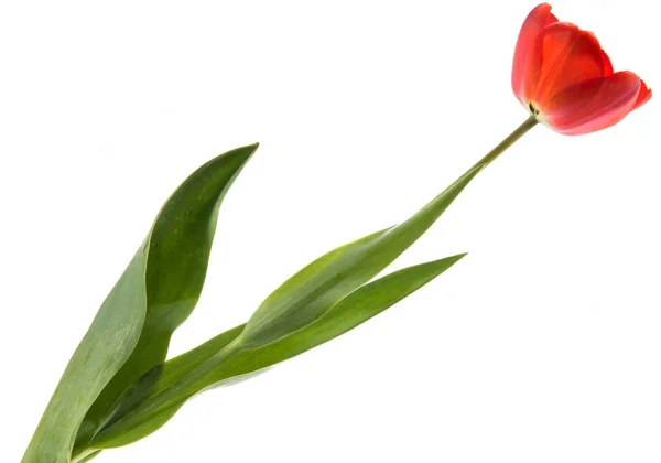 Одноцветный красный тюльпан изолирован на белом фоне — стоковое фото