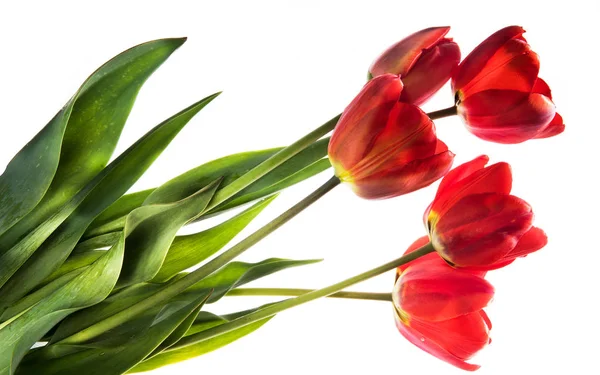 Conjunto de cinco tulipas de cor vermelha isoladas em fundo branco — Fotografia de Stock