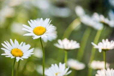 Yeşil çayır üzerinde Daisy çiçeği