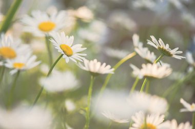 Yeşil çayır üzerinde Daisy çiçeği