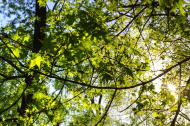 yeşil mapple Sunshine asılı