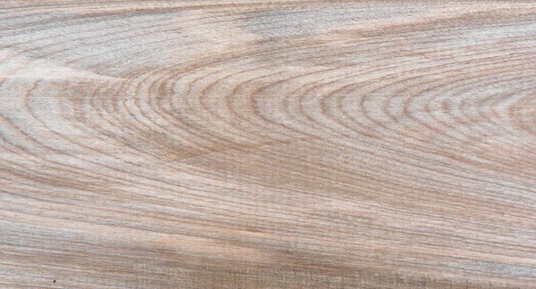 Taïga naturelle bouleau grain de bois texture motif fond — Photo