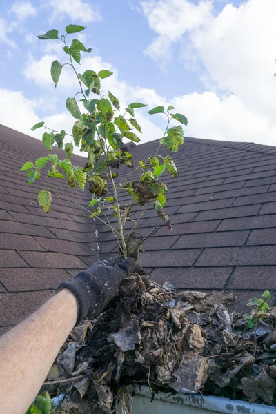 Service Tech Pulling Large Sapling From Gutters — Stock Photo, Image