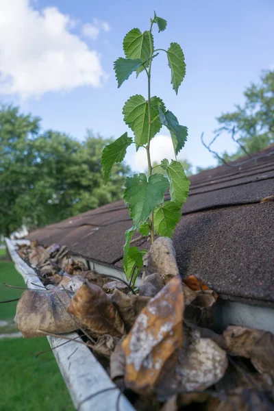 Small Tree Sapling Growing In A Gutter — Stock Photo, Image