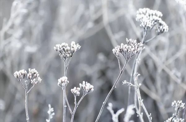 A növények mezőben téli Dér — Stock Fotó