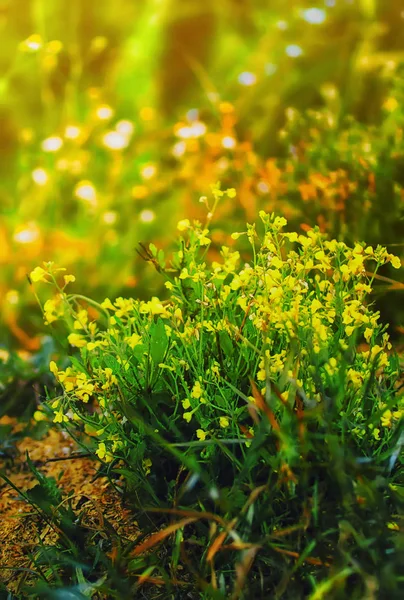 Fundo Floral Amarelo e Verde — Fotografia de Stock