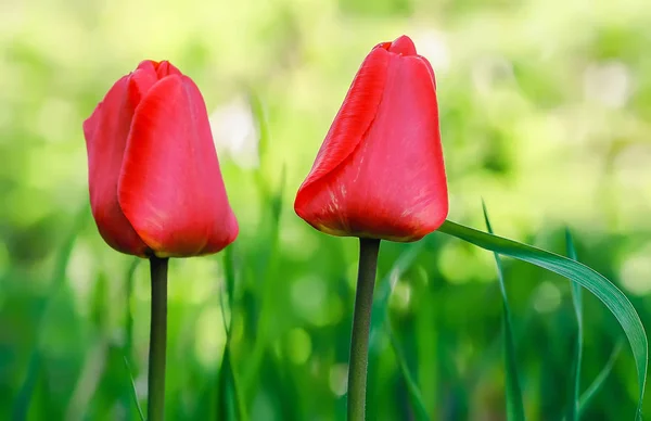 Dwa czerwone tulipany zbliżenie — Zdjęcie stockowe