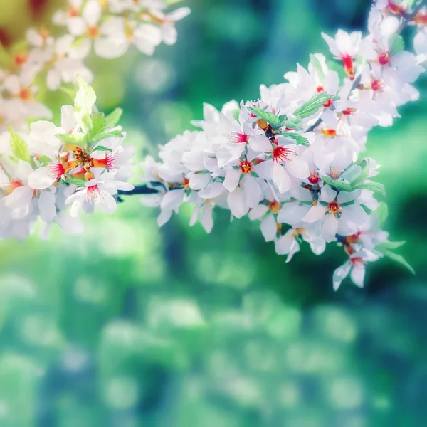 Άνοιξη Floral φόντο μόλυναν — Φωτογραφία Αρχείου