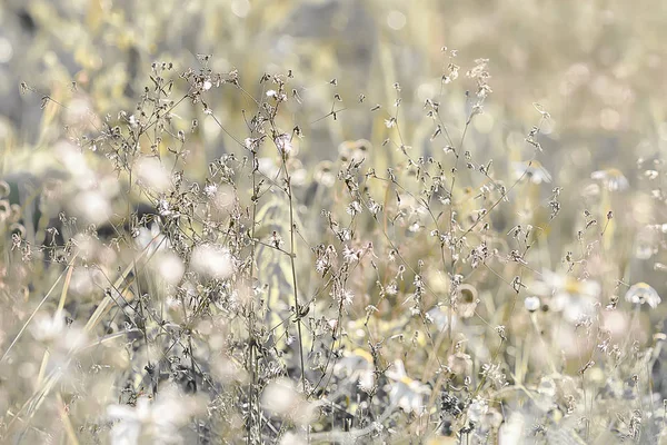 Fundo de plantas florais brilhantes douradas — Fotografia de Stock