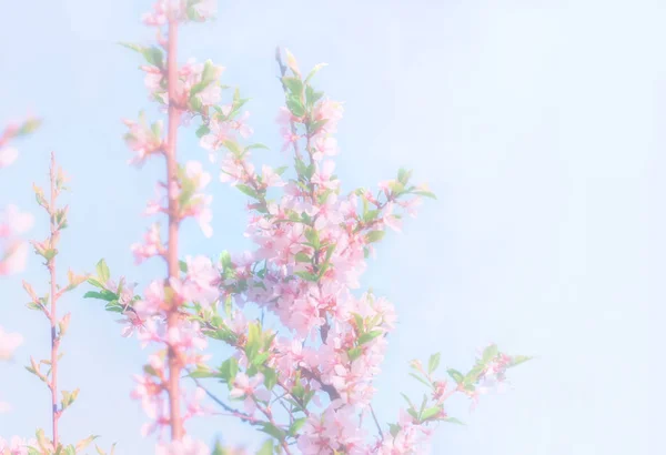 Kwiatowe tło rozmazane wiosna — Zdjęcie stockowe
