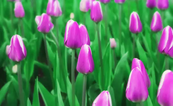 Borrão macio tulipas roxas — Fotografia de Stock