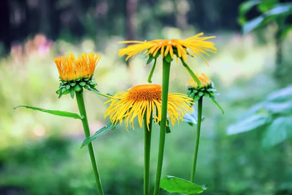 Vilda solrosor blommar — Stockfoto