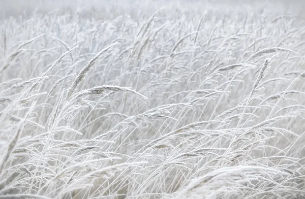Homályos pasztell téli háttér — Stock Fotó