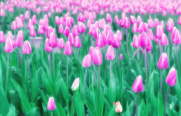 Miękkie rozmycie pola liliowy tulipany — Zdjęcie stockowe