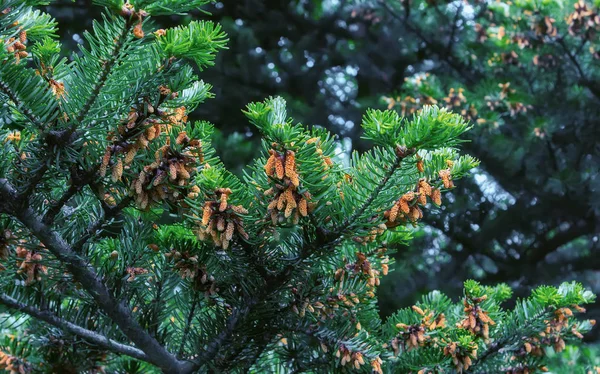 Ramas de abeto con conos — Foto de Stock